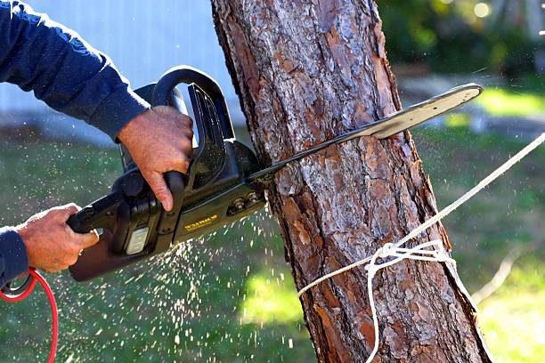 Best Utility Line Clearance  in Lumberton, TX