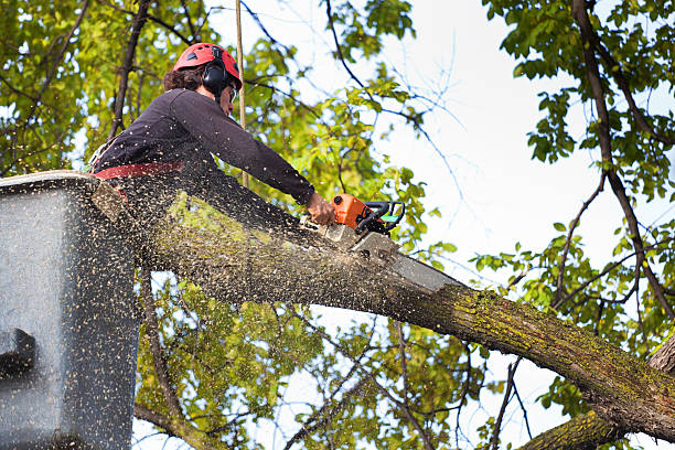 Best Tree Trimming and Pruning  in Lumberton, TX